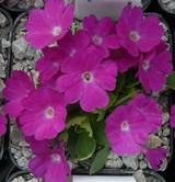 Primula allionii "Helios"